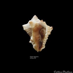 Vasum rhinoceros 48.8mm WO