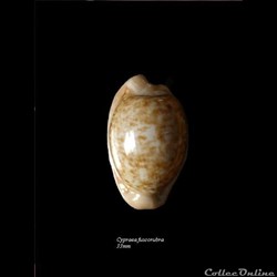 Cypraea fuscorubra 33mm