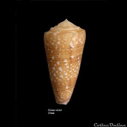 Conus victor 35mm