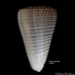 Conus leopardus 103mm