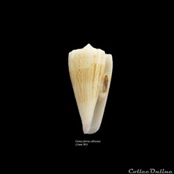 Conus furvus albicans 32mm WO