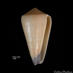 Conus virgo 75mm