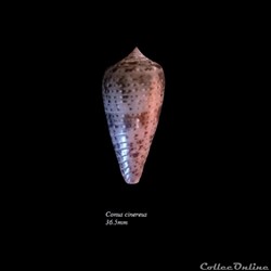 Conus cinereus 36.5mm