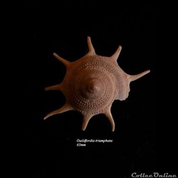 Guildfordia triumphans 63mm