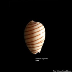 Persicula cingulata 20mm