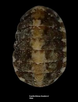 Lepidochitona bondarevi 4mm