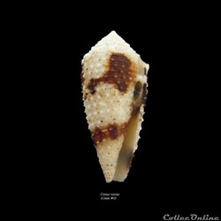 Conus varius 41mm WO