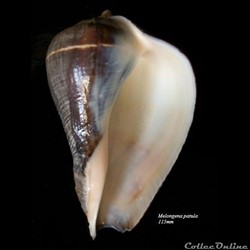 Melongena patula 115mm