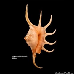 Lambis crocata pilsbryi 201mm