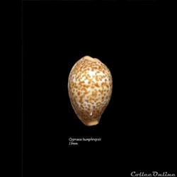Cypraea humphreysii 19mm