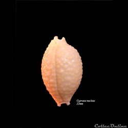 Cypraea nucleus 22mm