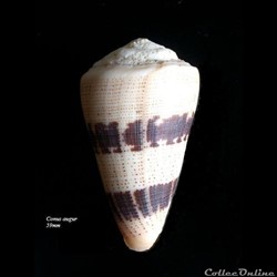 Conus augur 59mm
