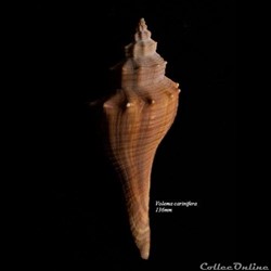 Volema carinifera 136mm