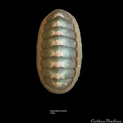 Ischnochiton australis 55mm