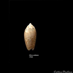 Oliva caldania 14mm