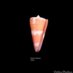 Conus maldivus 59mm