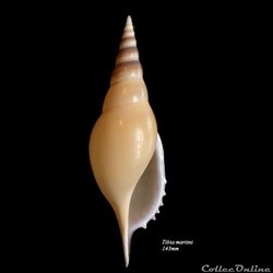 Rostellariella martinii 143mm