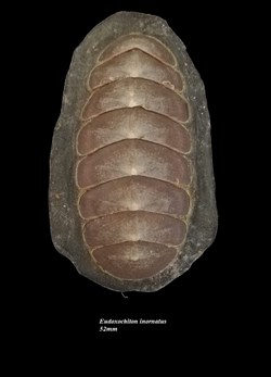 Eudoxochiton inornatus 52mm