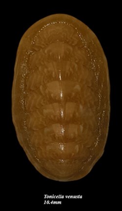 Tonicella venusta 10.4mm