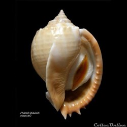 Phalium glaucum 95mm WO