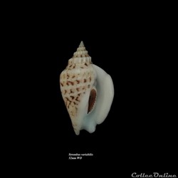 Strombus variabilis 52mm WO