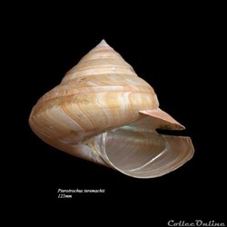 Pterotrochus teramachii 125mm