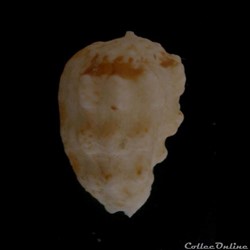 Morum oniscus 23mm
