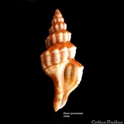 Fusus syracusanus 43mm