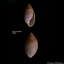 Acteon tornatilis 21mm