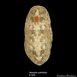 Stenoplax petaloides 8.7mm