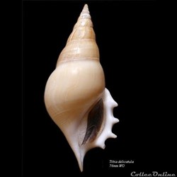 Rostellariella delicatula 76mm WO
