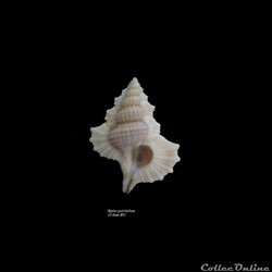 Biplex pulchellum 23.8mm WO