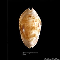 Cypraea marginata consueta 60mm