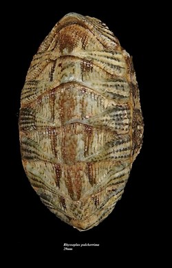 Rhyssoplax pulcherrima 29mm