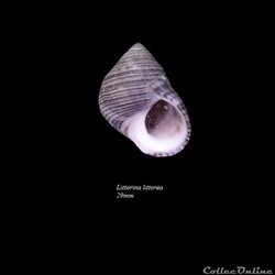 Littorina littorea 29mm