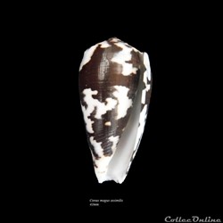 Conus magus assimilis 43mm