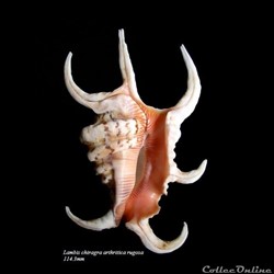 Lambis chiragra arthritica rugosa 114.3mm