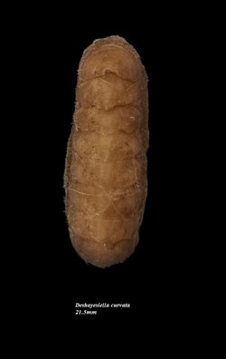 Deshayesiella curvata 21.5mm