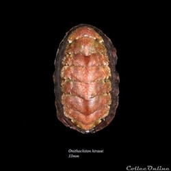 Onithochiton hirasei 33mm