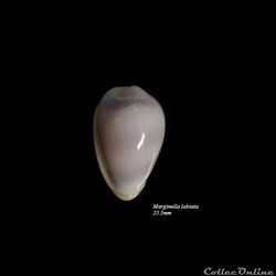 Marginella labiata 25.5mm