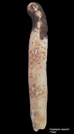 Cryptoplax dupuisi 77mm