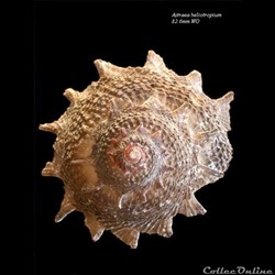 Astraea heliotropium 82.6mm WO