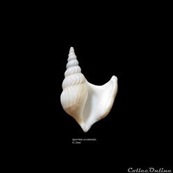 Aporrhaïs occidentalis 41.2mm
