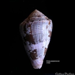 Conus purpurascens 52mm