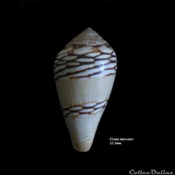 Conus mercator 35.3mm