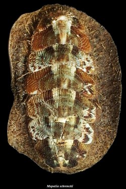 Mopalia schrencki 33.4mm