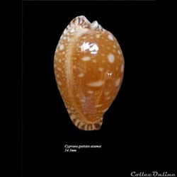 Cypraea guttata azumai 54.3mm