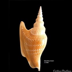 Strombus listeri 111mm