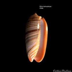 Oliva rubrolabiata 42mm