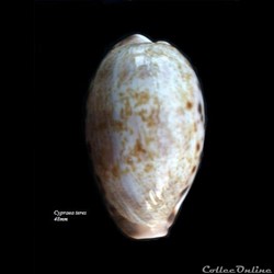 Cypraea teres 48mm